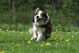 BORDER COLLIE 952